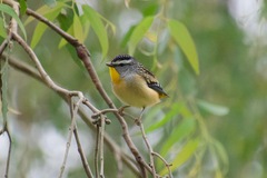Pardalotus punctatus