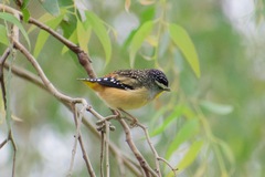 Pardalotus punctatus