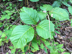 Toxicodendron rydbergii
