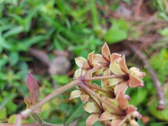 Asclepias similis