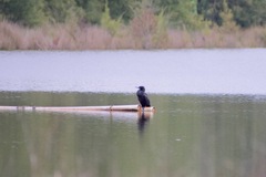 Phalacrocorax sulcirostris