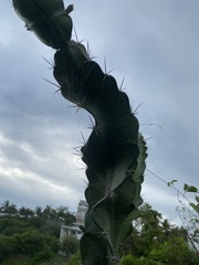 Acanthocereus tetragonus