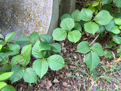 Toxicodendron rydbergii