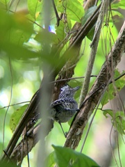 Thamnophilus doliatus