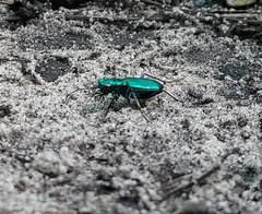 Cicindela sexguttata