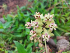 Asclepias similis