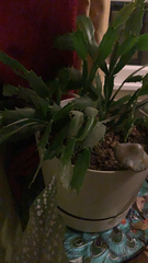 Schlumbergera truncata