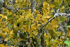 Phoradendron