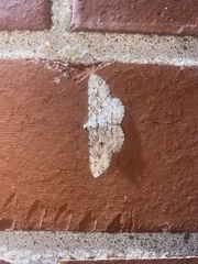 Iridopsis defectaria