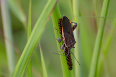 Physomerus grossipes