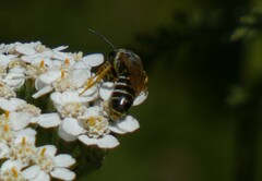 Halictus farinosus