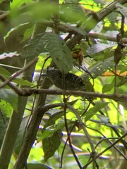 Thamnophilus doliatus