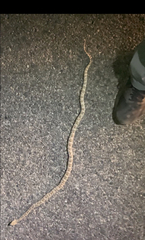 Trimorphodon lyrophanes