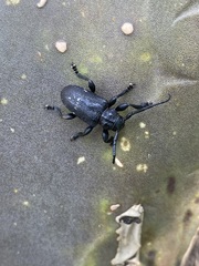 Acanthoderes funeraria