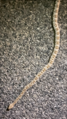 Trimorphodon lyrophanes