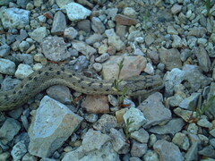 Thamnophis elegans vagrans