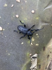 Acanthoderes funeraria