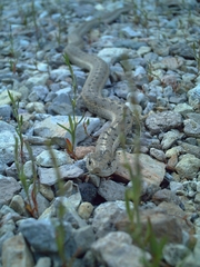 Thamnophis elegans vagrans