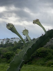 Acanthocereus tetragonus