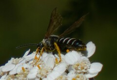 Halictus farinosus