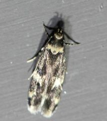 Oegoconia novimundi