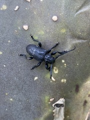 Acanthoderes funeraria