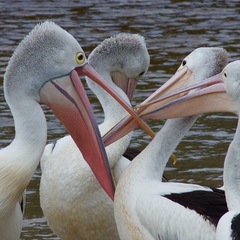 Pelecanus conspicillatus
