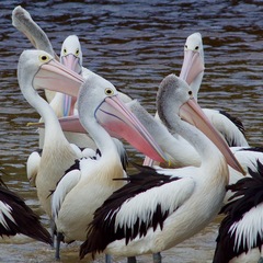 Pelecanus conspicillatus