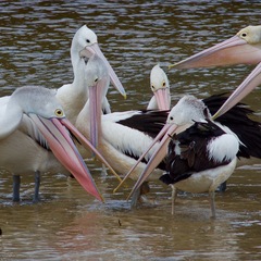 Pelecanus conspicillatus