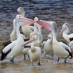 Pelecanus conspicillatus