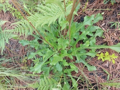 Iostephane heterophylla