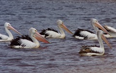 Pelecanus conspicillatus