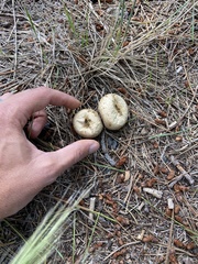 Lycoperdon