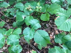 Toxicodendron rydbergii