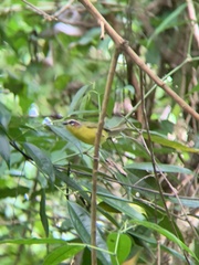Basileuterus delattrii