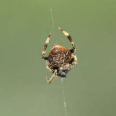 Eriovixia