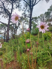 Iostephane heterophylla