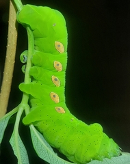 Eumorpha pandorus