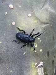 Acanthoderes funeraria