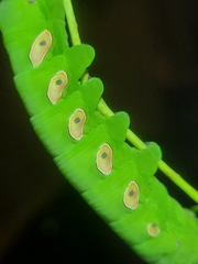 Eumorpha pandorus