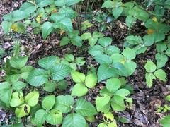 Toxicodendron rydbergii