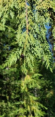Cupressus nootkatensis