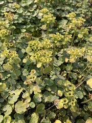 Chrysosplenium