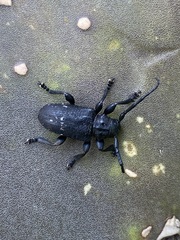 Acanthoderes funeraria