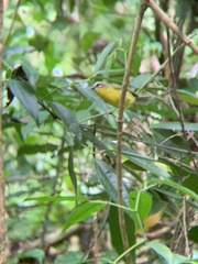 Basileuterus delattrii