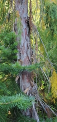 Cupressus nootkatensis