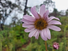 Iostephane heterophylla