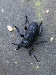 Acanthoderes funeraria