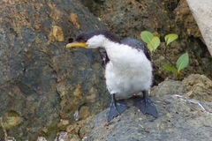 Microcarbo melanoleucos