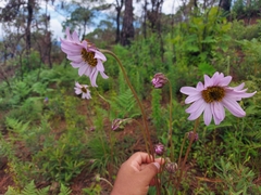 Iostephane heterophylla